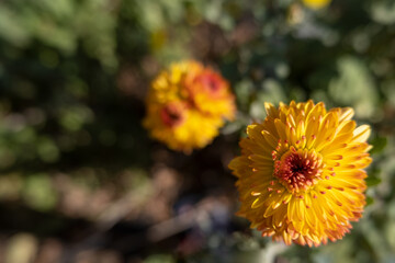 Beautiful autumn flowers-chrysanthemums blooming in the garden