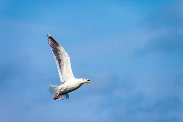 Seagull flying in the sky