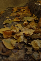 el otoño en la naturaleza