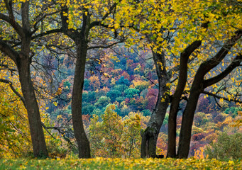 Collection of Beautiful Colorful Autumn trees