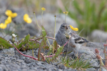 Juvenile Snow Bunting in Iceland
