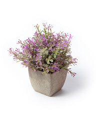 purple flowers in a pot on white bacakground
