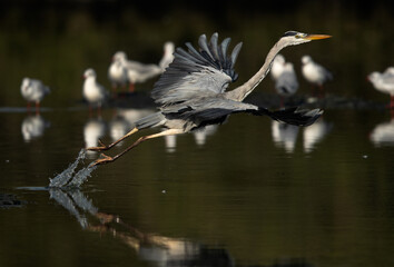 Grey Heron takeoff at Tubli bay, Bahrain