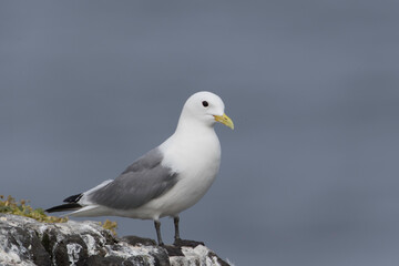 Black-legged Kittywake on Grimsey Island