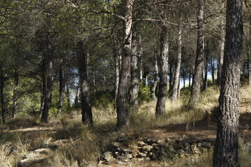 el otoño en la naturaleza