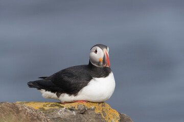 Atlantic Puffin at Grimsey Island Iceland