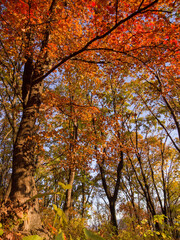 Red and orange maple leaves in autumn forest.