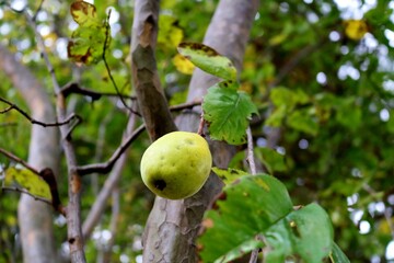 花梨の実　秋　風景