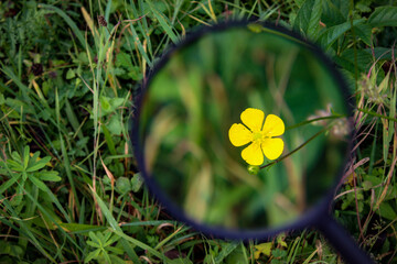 A small yellow flower in the grass magnified with a magnifying glass. The study or research in the meadow.