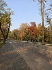 Obraz premium autumn in the park