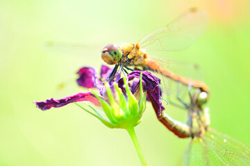 コスモス畑の赤トンボ