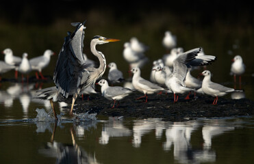 Grey Heron landing at Tubli bay, Bahrain
