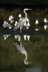 Grey Heron and reflection on water at Tubli bay, Bahrain. Black-headed gulls are at the backdrop