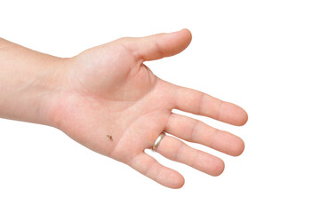 Killed mosquito on male hand on white isolated background
