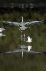 Grey Heron takeoff at Tubli bay, Bahrain