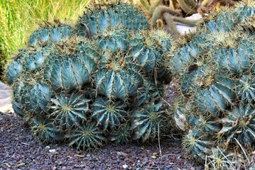 Hamatocactus Setispinus cactus plant in the garden
