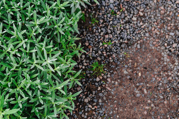 A beautiful photo of grass and stones. Half photo grass, half photo soil
