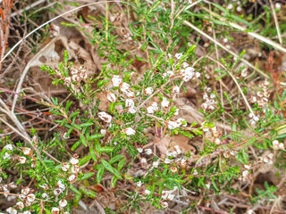 Flowers of ling or heather plant