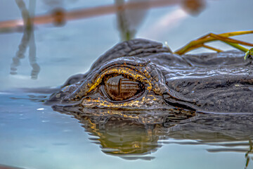 The reflection of the eye of a gator.. 