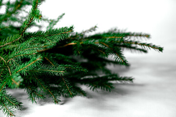 branches of a christmas tree on a white background, christmas lights
