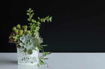 Centerpiece arrangement of green and pale echeveria succulent plant on table top black background