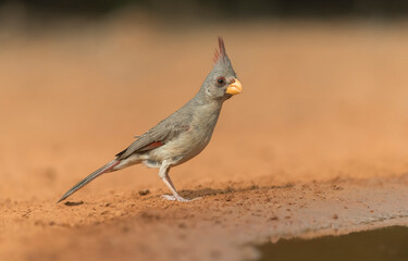 Adult female Pyrrhuloxia in Southern Texas