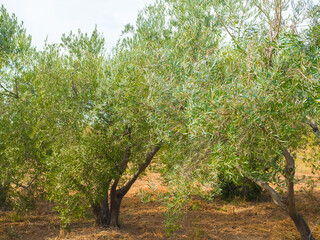 Beautiful olive tree field. Cultivated to produce organic fresh mediterranean olive oil. Close up of branches. Italian agriculture