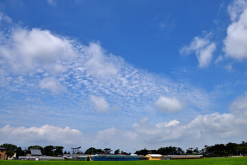緑鮮やかな田んぼと青空と鱗雲