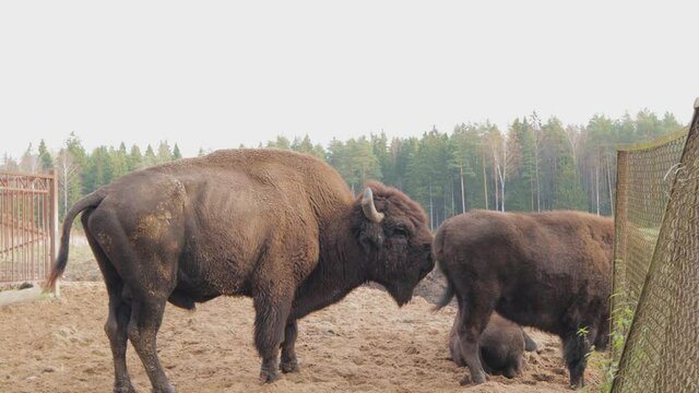 wild bison on grazing pinches pipi grass hump and powerful horns nature