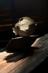 Modern still life: a hornet's nest on the platform