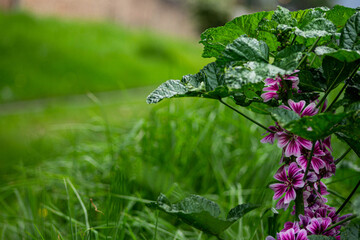 Flor en el campo 