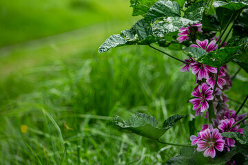 Flor Magenta en el campo 