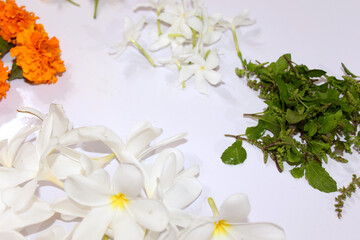 Fototapeta na wymiar Fresh Aromatic herb Flowers and leaves