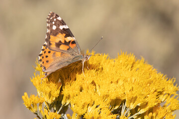 Painted Lady Butterfly