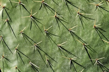 Opuntia ficus indica cactus texture