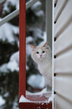 White cat in the country house scaredly watching the first snow. Cat is sitting on the red wooden porch. Vertical format