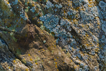 Natural pattern of stone texture covered with moss