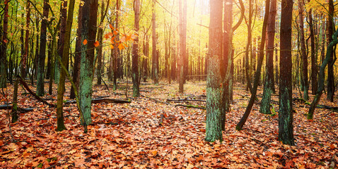 Panoramic picture of a forest in autumn.