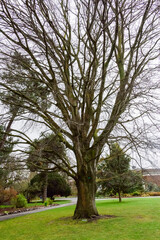 まだ芽吹いていない公園内の巨木