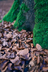 Beautiful green moss on the tree and dry leaves.