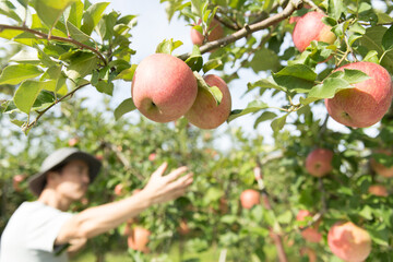 リンゴを収穫する男