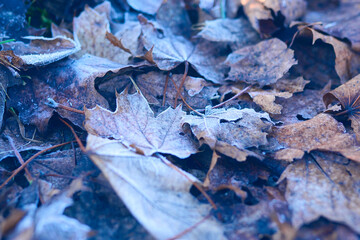 Beautiful background with frozen leaves