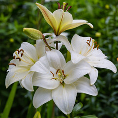 Obraz premium White lily buds and flowers