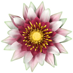 Multicolored lotus flower/water lily isolated on white background. 3D illustration.