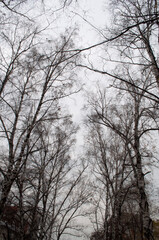 Fototapeta premium Irkutsk buildings streets traffic island bridge Baikal streets squares alleys roads trees autumn cloudy