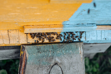 Close up of flying bees. Wooden beehive and bees.