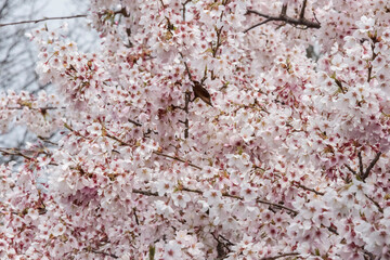 公園の道沿いに咲く桜