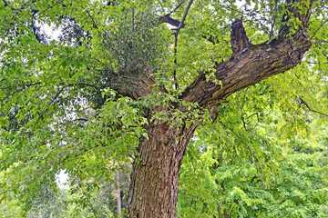 Fototapeta premium Apple berry (Malus baccata (L.) Borkh.). Old tree
