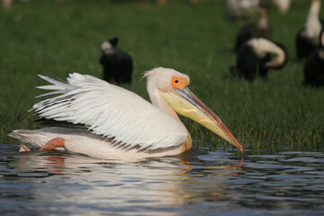 African great White pelican