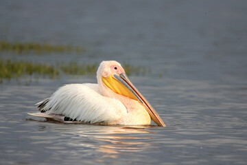 African great White pelican